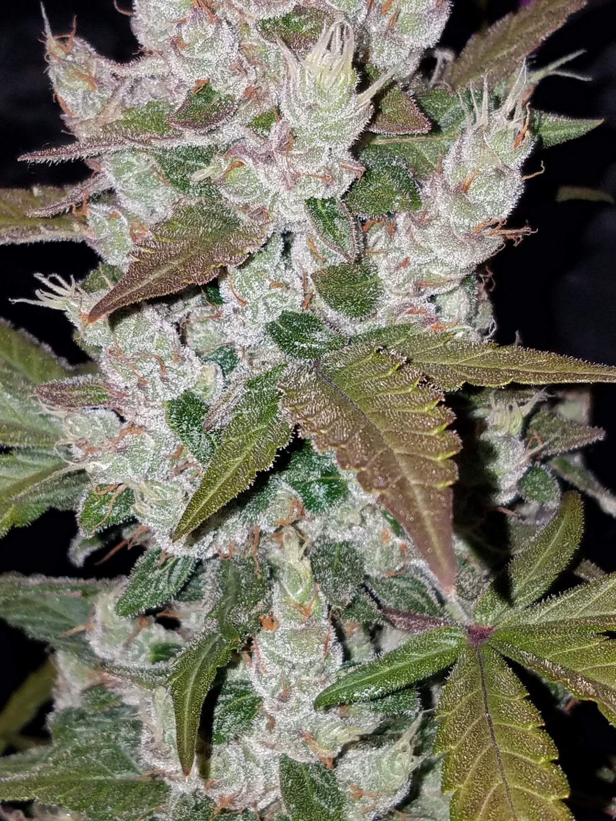 girl-scout-cookies-auto1